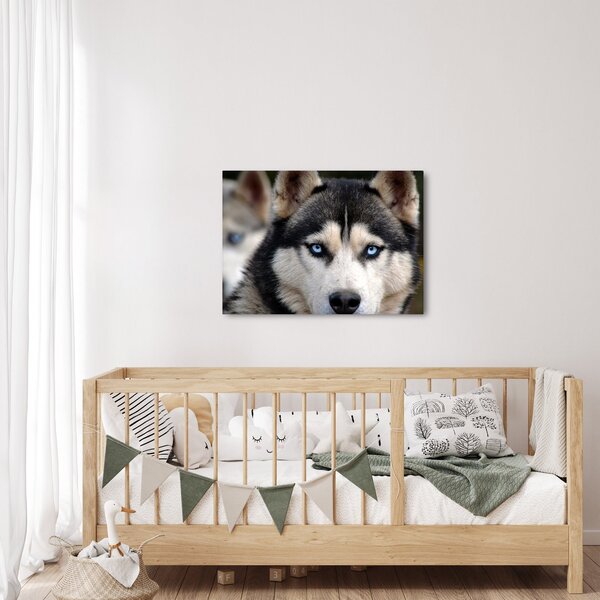 Obraz psa husky (70x50 cm)