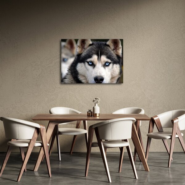 Obraz psa husky (70x50 cm)