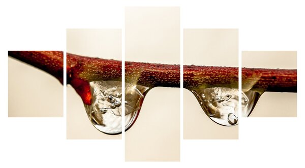 Obraz kropli na gałęzi (125x70 cm)