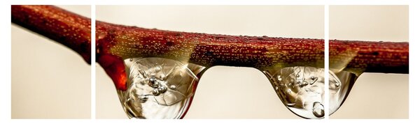 Obraz kropli na gałęzi (170x50 cm)