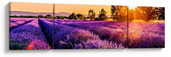Obraz lawendowego pola (170x50 cm)