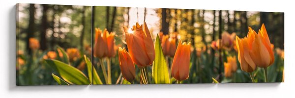Obraz - pomarańczowe tulipany (170x50 cm)