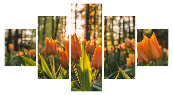 Obraz - pomarańczowe tulipany (125x70 cm)