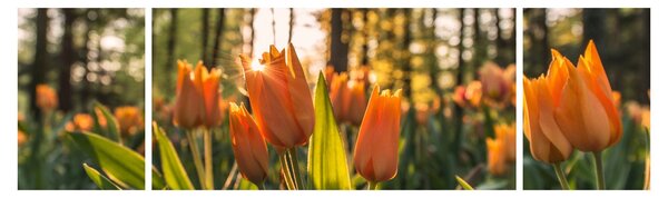 Obraz - pomarańczowe tulipany (170x50 cm)