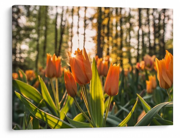 Obraz - pomarańczowe tulipany (70x50 cm)