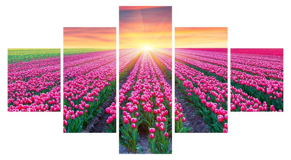Obraz pole tulipanów ze słońcem (125x70 cm)
