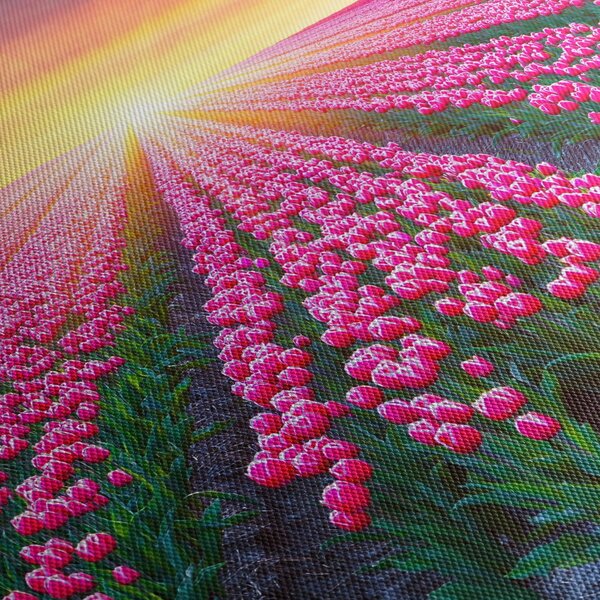 Obraz pole tulipanów ze słońcem (70x50 cm)