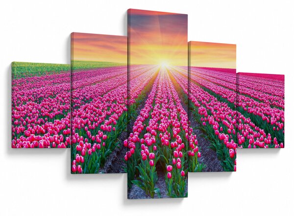 Obraz pole tulipanów ze słońcem (125x70 cm)