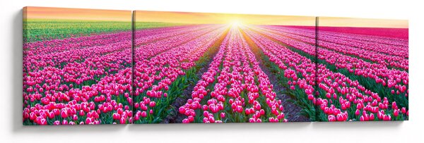 Obraz pole tulipanów ze słońcem (170x50 cm)