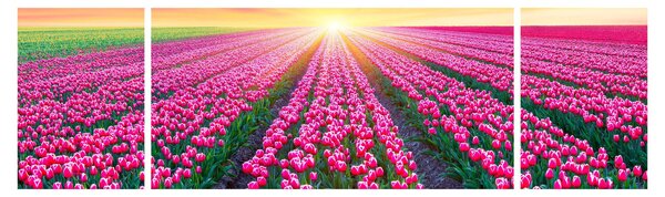 Obraz pole tulipanów ze słońcem (170x50 cm)