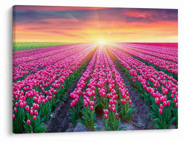 Obraz pole tulipanów ze słońcem (70x50 cm)