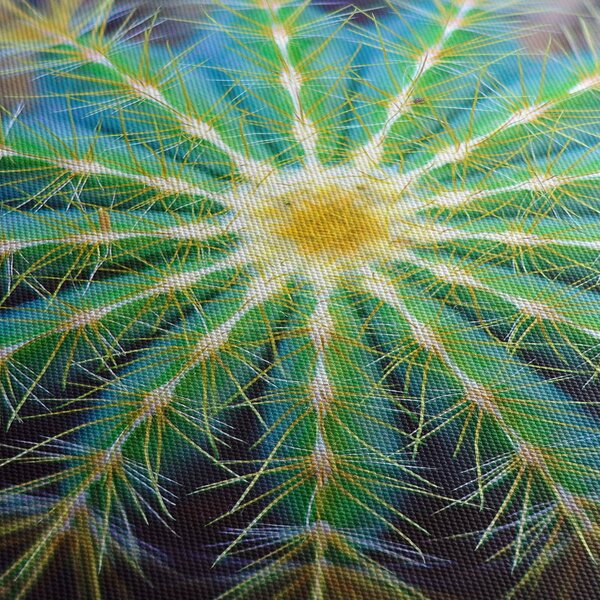 Obraz kaktusa (125x70 cm)