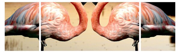 Obraz - dwa flamingi (170x50 cm)
