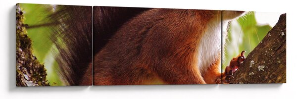 Obraz wiewiórki (170x50 cm)