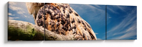 Obraz - Sowa (170x50 cm)