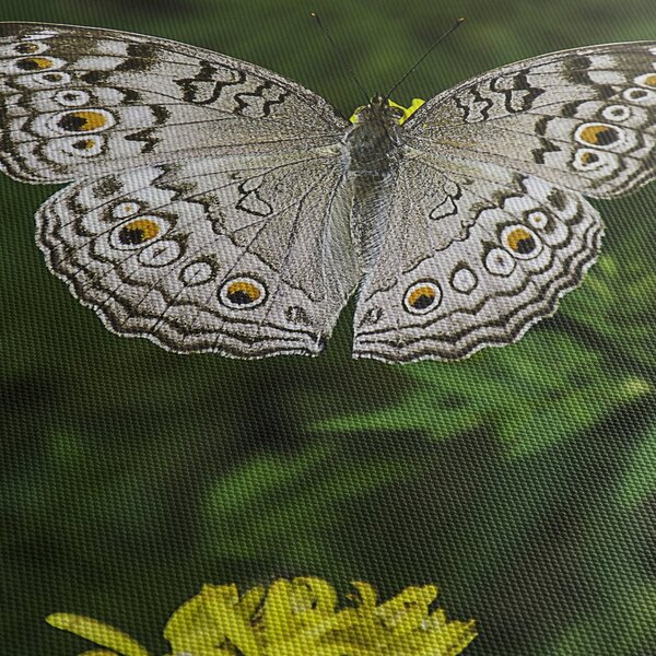 Obraz - biały motyl (z zegarem) (90x30 cm)