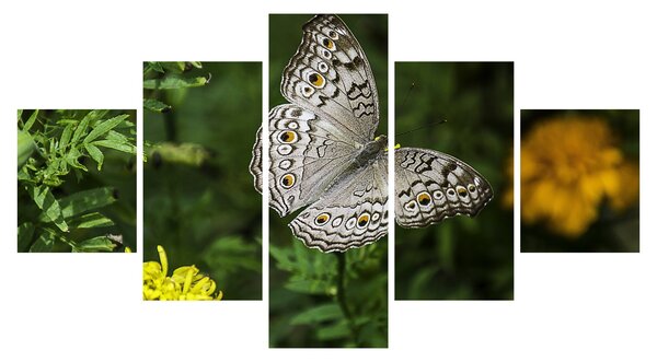 Obraz - biały motyl (125x70 cm)