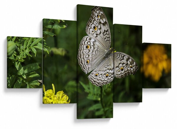 Obraz - biały motyl (125x70 cm)