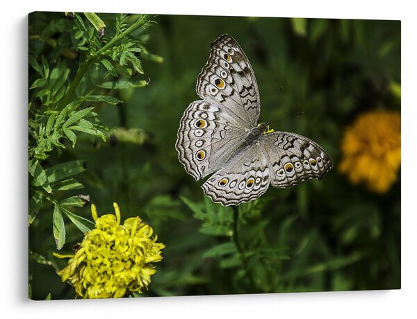 Obraz - biały motyl (70x50 cm)