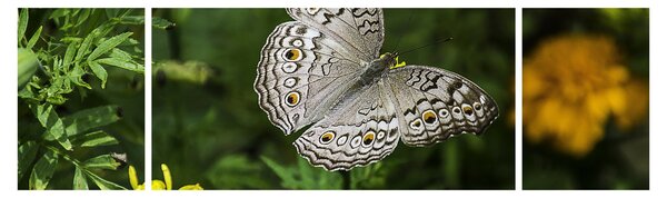 Obraz - biały motyl (170x50 cm)