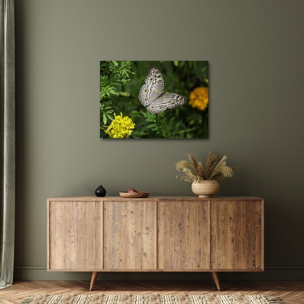 Obraz - biały motyl (70x50 cm)