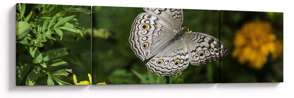 Obraz - biały motyl (170x50 cm)