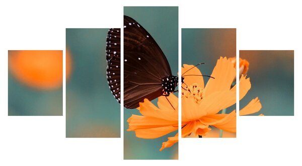 Obraz - motyl na pomarańczowym kwiatku (125x70 cm)