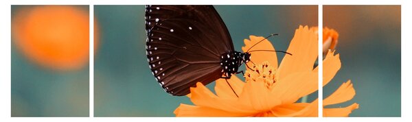 Obraz - motyl na pomarańczowym kwiatku (170x50 cm)