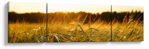 Obraz zroszonej trawy (170x50 cm)