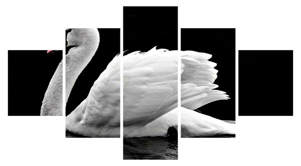 Obraz czarno - białego łabędzia (125x70 cm)