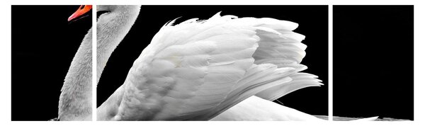 Obraz czarno - białego łabędzia (170x50 cm)