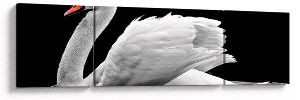 Obraz czarno - białego łabędzia (170x50 cm)