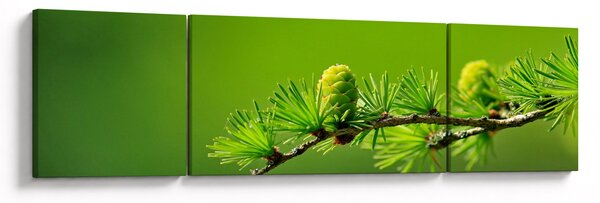 Obraz zielonej szyszki (170x50 cm)