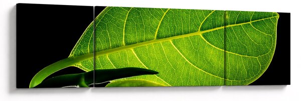 Obraz - zielony liść (170x50 cm)