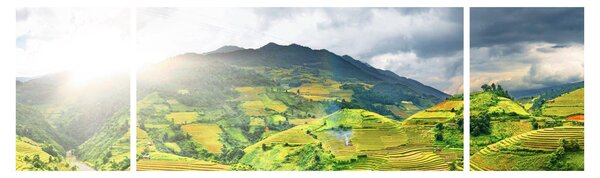 Obraz plantacji (170x50 cm)