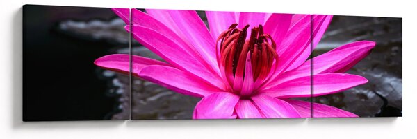 Obraz - różowy kwiat (170x50 cm)