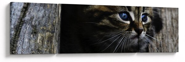 Obraz kotka (170x50 cm)