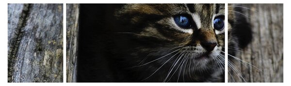 Obraz kotka (170x50 cm)