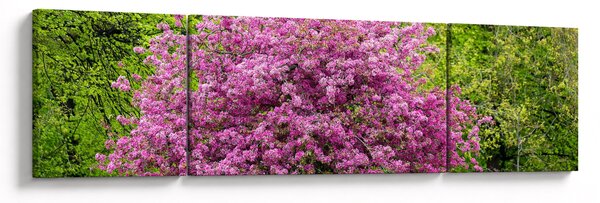 Obraz kwitnącego drzewa na łące (170x50 cm)