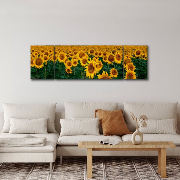 Obraz pola słoneczników (170x50 cm)