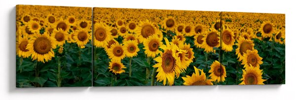 Obraz pola słoneczników (170x50 cm)
