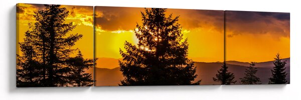 Obraz - drzewa iglaste (170x50 cm)