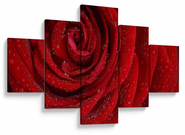 Obraz - szczegół róży (125x70 cm)