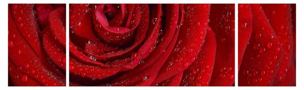 Obraz - szczegół róży (170x50 cm)