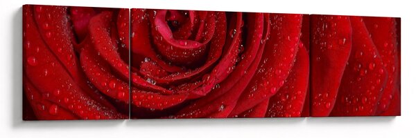 Obraz - szczegół róży (170x50 cm)