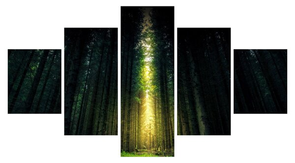 Obraz ciemnego lasu (125x70 cm)