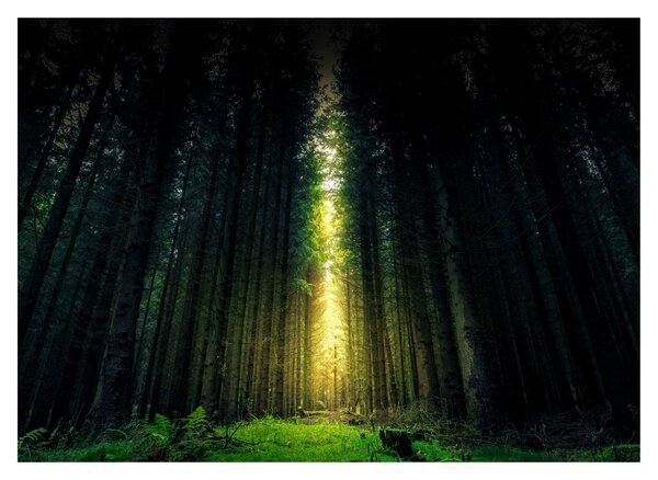 Obraz ciemnego lasu (70x50 cm)