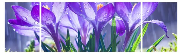 Obraz kwiatów w deszczu (170x50 cm)