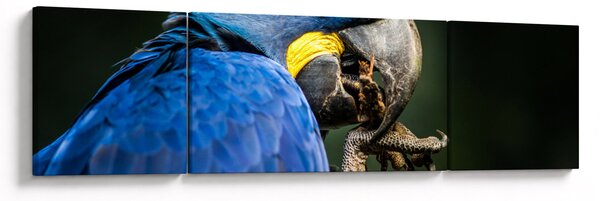 Obraz papugi (170x50 cm)
