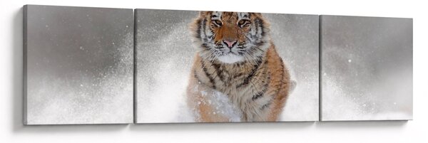 Obraz tygrysa biegnącego po śniegu (170x50 cm)